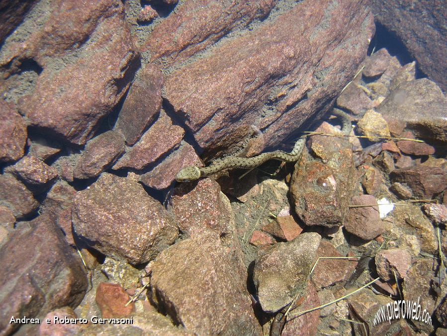 09 Biscia dal collare 'Natrix natrix' al laghetto di Pietra Quadra.jpg